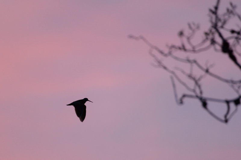 _0003147_01.jpg - La voilà qui passe à ma hauteur, se détachant sur le fond rose du ciel. Elle a une position de vol particulière, la tete haute.