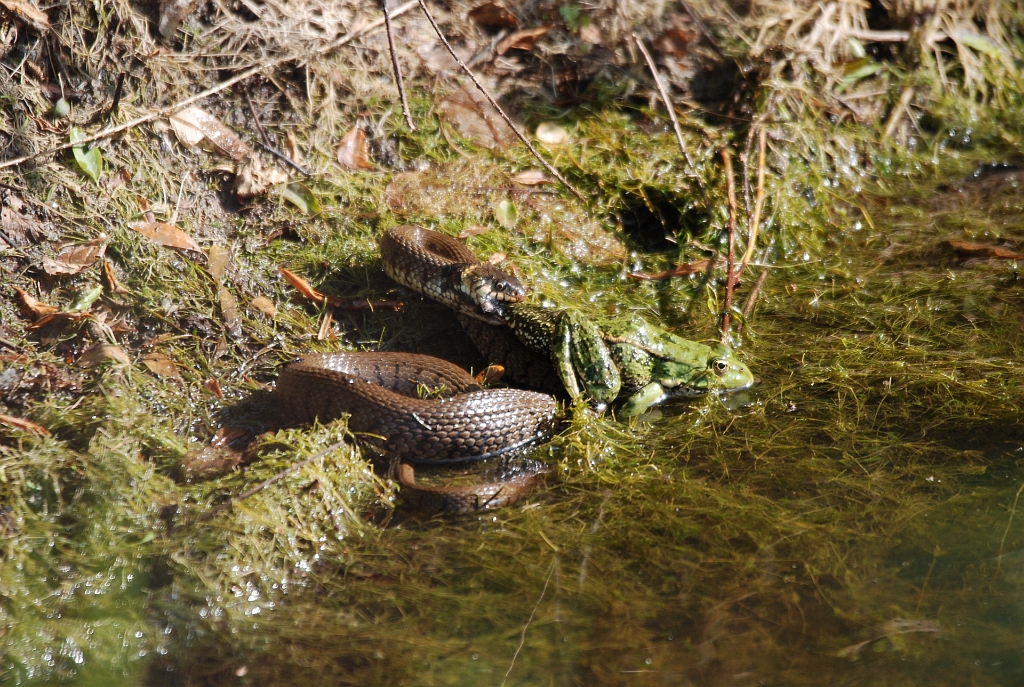 Couleuvre_proie_LaSauge.jpg - La Sauge - Couleuvre avec sa proie