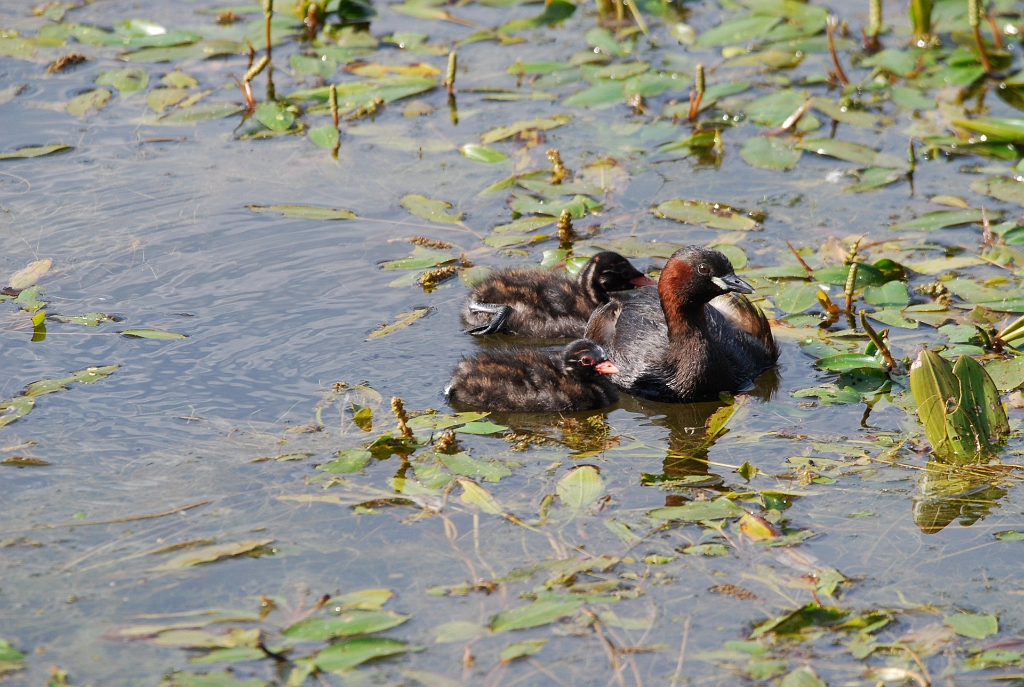 Famille_Grebe_castagneux_LaSauge.jpg - La Sauge - famille de Grèbe castagneux
