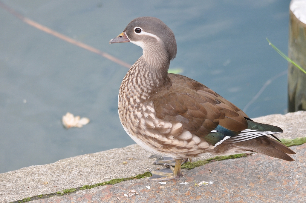 Famille_Mandarin1_Bienne.jpg - Bienne - Mandarin