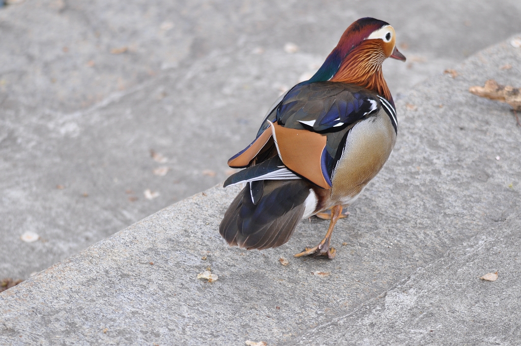 Famille_Mandarin2_Bienne.jpg - Bienne - Mandarin mâle