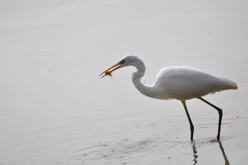 Grande_aigrette_Chavornay.jpg - Chavornay - Grande aigrette