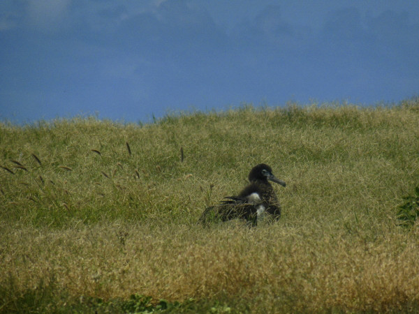 albatros juvenile