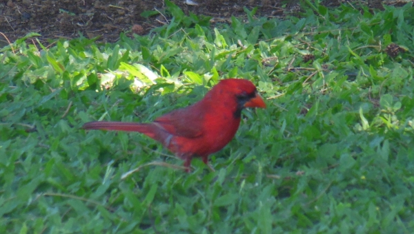 cardinal res