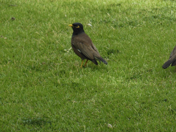 mynah