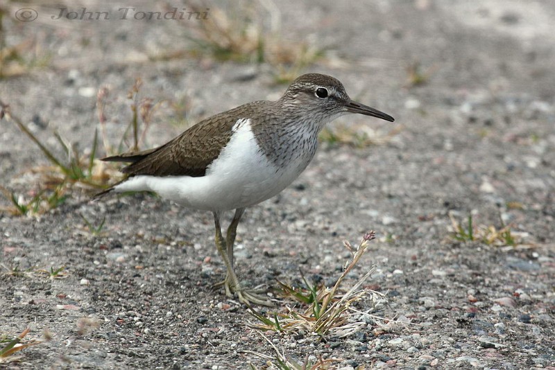 actitis-hypoleucos-08-common-sandpiper-chevalier-guignette.jpg