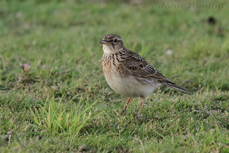 alauda-arvensis-09-eurasian-skylark-alouette-des-champs.jpg