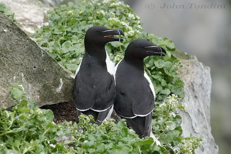 alca-torda-04-razorbill-pingouin-torda.jpg