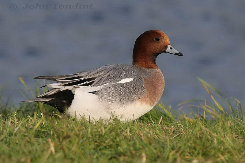 anas-penelope-09-eurasian-wigeon-canard-siffleur.jpg