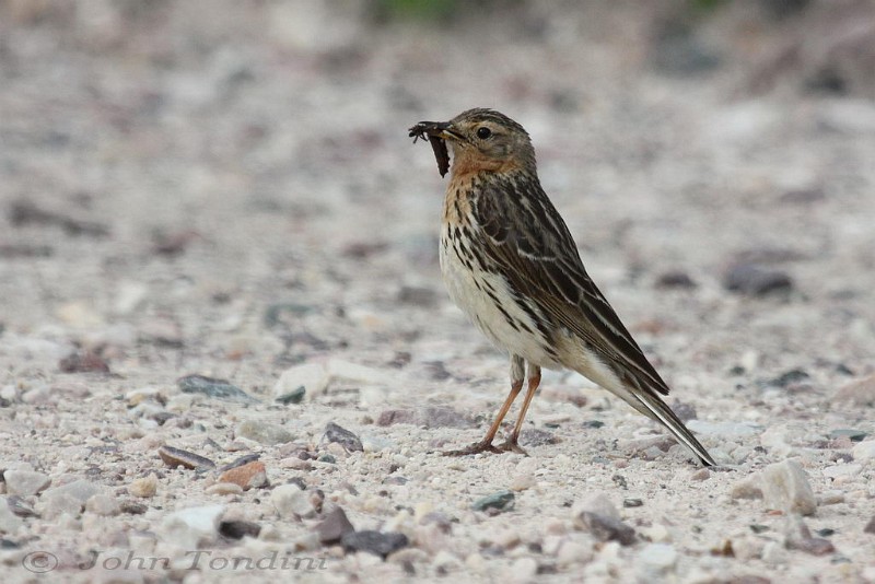 anthus-cervinus-02-red-throated-pipit-gorge-rousse.jpg