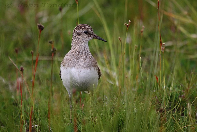 calidris-temminckii-04-temminck-s_stint-becasseau-de-temminck.jpg