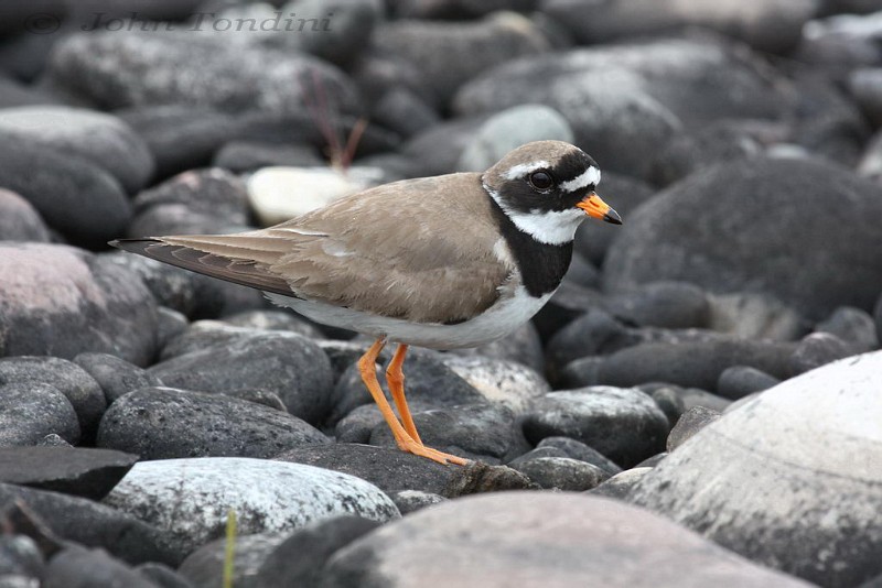 charadrius-hiaticula-04-common-ringed-plover-grand-gravelot.jpg