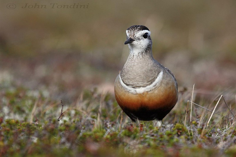 charadrius-morinellus-10-eurasian-dotterel-pluvier-guignard.jpg