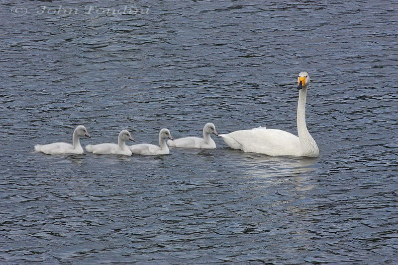 cygnus-cygnus-04-whooper-swan-cygne-chanteur.jpg
