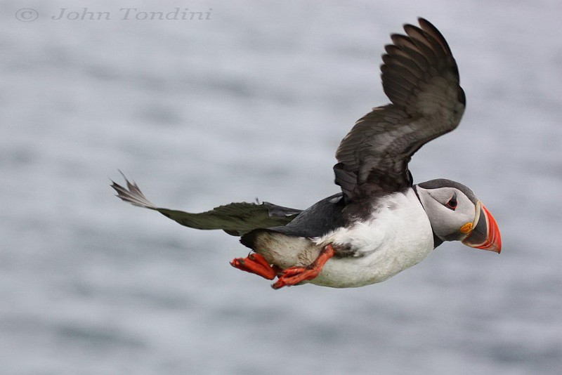 fratercula-arctica-11-atlantic-puffin-macareux-moine.jpg