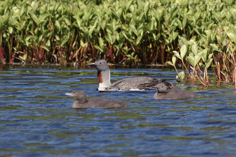 gavia-stellata-02-red-throated-loon-plongeon-catmarin.jpg