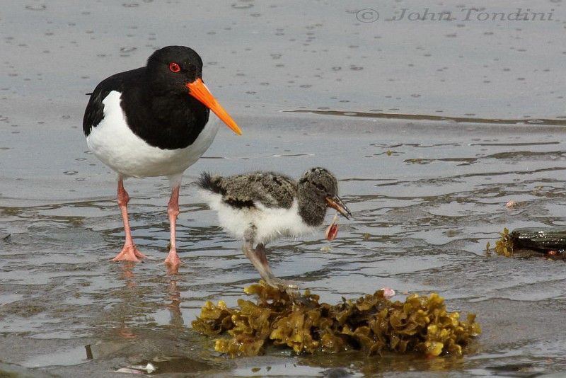 haematopus-ostralegus-05-eurasian-oystercatcher-huitrier-pie.jpg