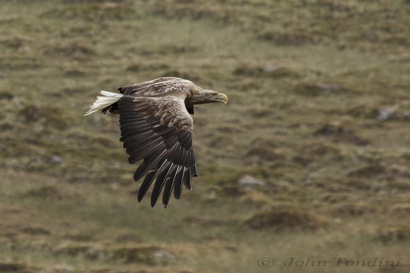 haliaeetus-albicilla-02-white-tailed-eagle-pygargue-queue-blanche.jpg