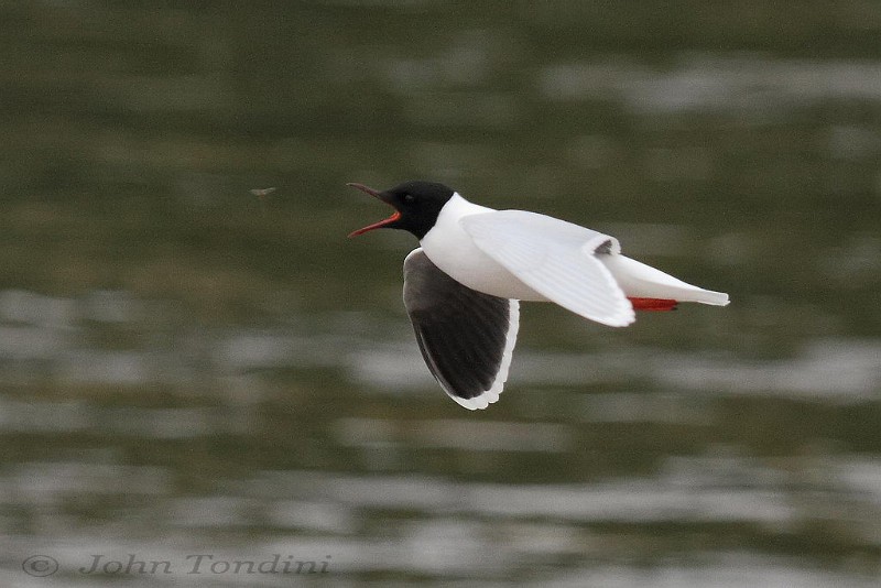 hydrocoloeus-minutus-03-little-gull-mouette-pygmee.jpg