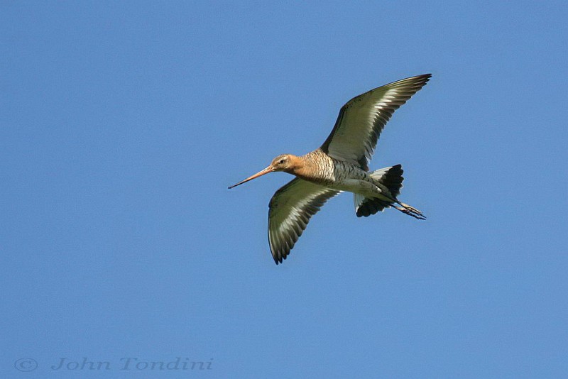 limosa-limosa-02-black-tailed-godwit-barge-a-queue-noire.jpg