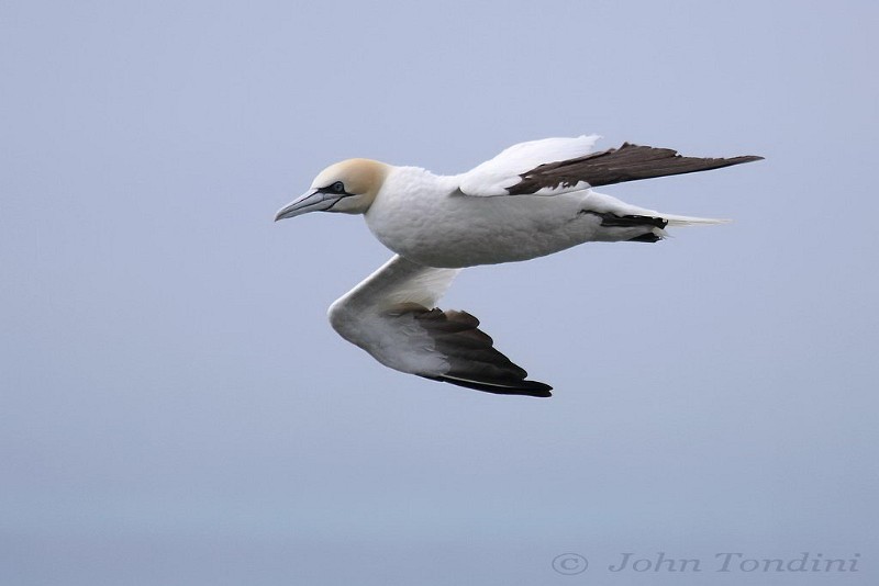 morus-bassanus-16-northern-gannet-fou-bassan.jpg