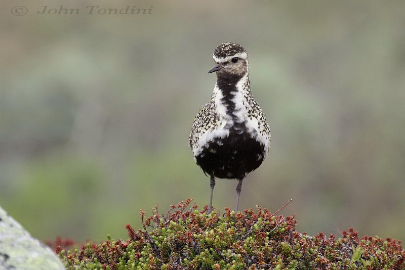 pluvialis-apricaria-04-european-golden-plover-pluvier-dore.jpg