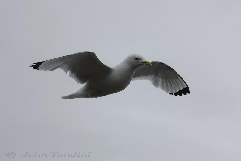 rissa-tridactyla-06-black-legged-kittiwake-mouette-tridactyle.jpg