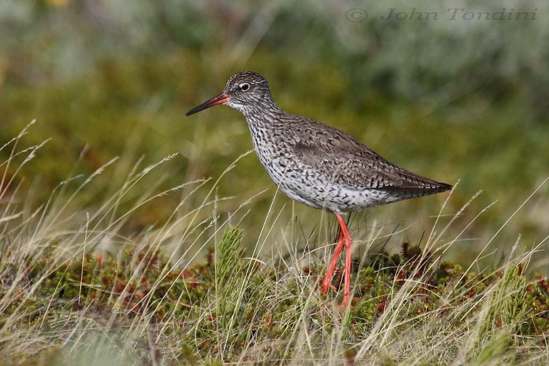 tringa-totanus-07-common-redshank-chevalier-gambette.jpg