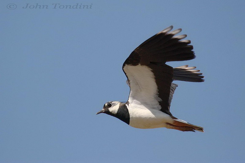 vanellus-vanellus-04-northern-lapwing-vanneau-huppe.jpg