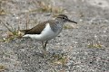 actitis-hypoleucos-08-common-sandpiper-chevalier-guignette