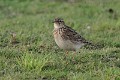 alauda-arvensis-09-eurasian-skylark-alouette-des-champs