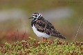 arenaria-interpres-04-ruddy-turnstone-tournepierre-collier