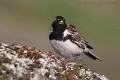 calcarius-lapponicus-03-lapland-longspur-bruant-lapon