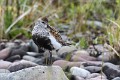 calidris-alpina-09-dunlin-becasseau-variable