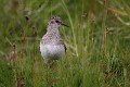 calidris-temminckii-04-temminck-s_stint-becasseau-de-temminck