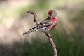 carduelis-flammea-03-common-redpoll-sizerin-flamme