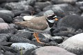 charadrius-hiaticula-04-common-ringed-plover-grand-gravelot