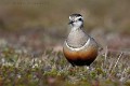 charadrius-morinellus-10-eurasian-dotterel-pluvier-guignard