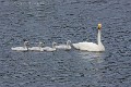 cygnus-cygnus-04-whooper-swan-cygne-chanteur