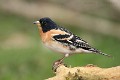 fringilla-montifringilla-16-brambling-pinson-nord