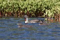 gavia-stellata-02-red-throated-loon-plongeon-catmarin