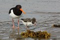 haematopus-ostralegus-05-eurasian-oystercatcher-huitrier-pie