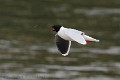 hydrocoloeus-minutus-03-little-gull-mouette-pygmee