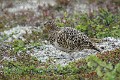 lagopus-lagopus-03-willow-ptarmigan-lagopede-saules