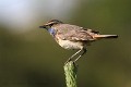 luscinia-svecica-03-bluethroat-gorgebleue-miroir