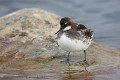 phalaropus-lobatus-05-red-necked-phalarope-a-bec-etroit