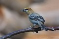 pinicola-enucleator-03-pine-grosbeak-durbec-des-sapins