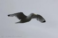 rissa-tridactyla-06-black-legged-kittiwake-mouette-tridactyle