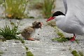 sterna-paradisaea-04-arctic-tern-sterne-arctique