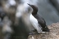 uria-aalge-10-common-murre-guillemot-troil